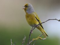 frieda 210  Cape Canary - Frieda prinsloo 2013 : frieda